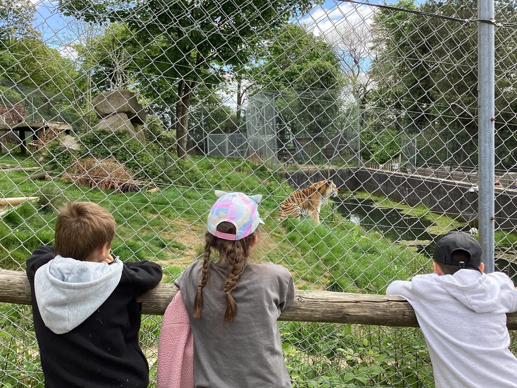 Pupils at tiger enclosure, Snooze at the Zoo