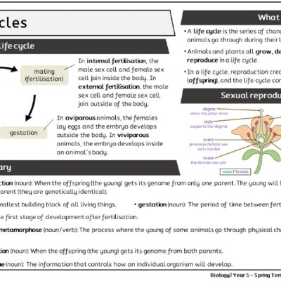 Y5 Sci Spr1 - Life Cycles - Knowledge Organiser.png